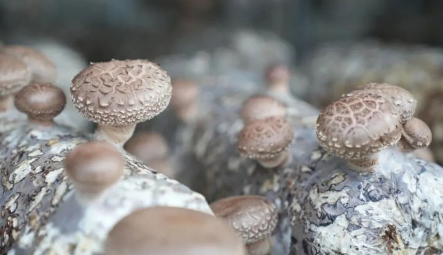新疆若羌:菌菇采收正当时